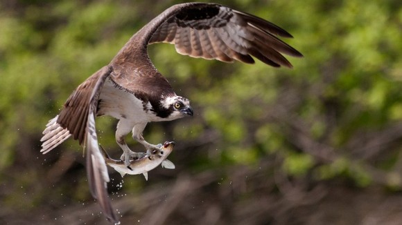 osprey-the-ultimate-fisher