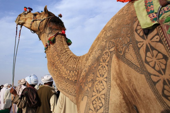 Pakistan, Punjab province, Cholistan desert, Derawar, At the Camel race