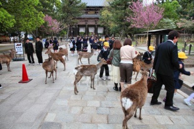 15650197-nara-japan--april-26-visitors-feed-wild-deer-on-april-26-2012-in-nara-japan-nara-is-a-major-tourism-
