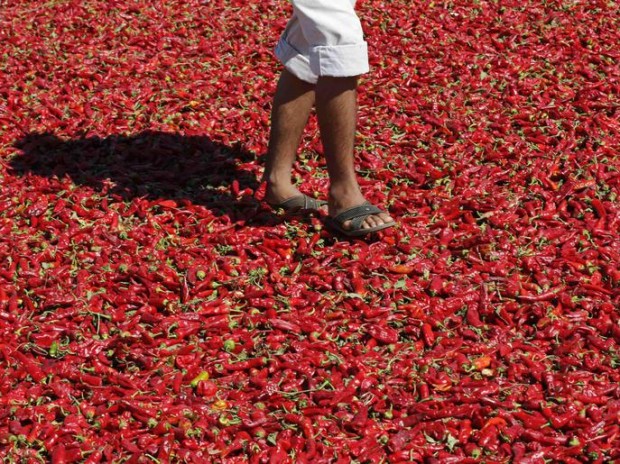 Sahin walks on hot peppers laid out on a road to dry under the sun in Kilis province