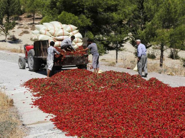Farmers lay out hot peppers on a road to dry under the sun in Kilis