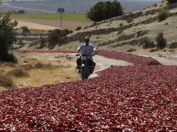 A man rides his motorcycle past hot peppers laid out on a road by farmers to dry under the sun in Kilis
