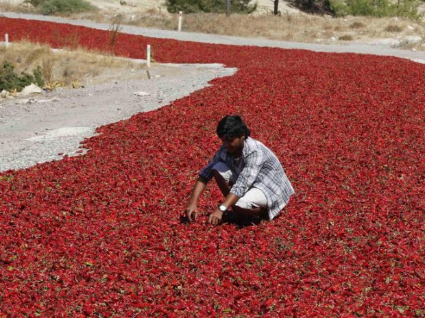 Sahin checks hot peppers laid out on a road to dry under the sun in Kilis
