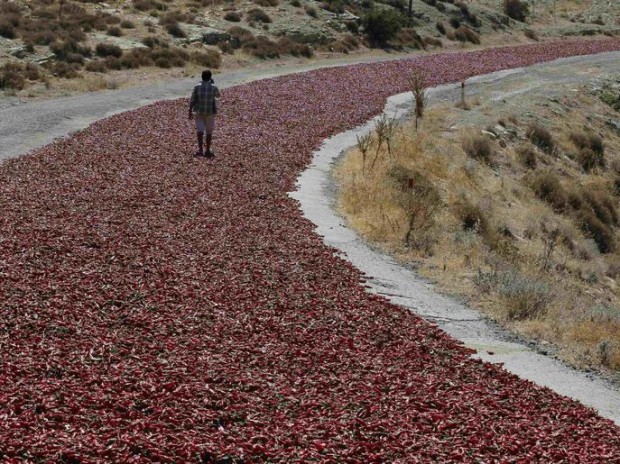 Sahin walks on hot peppers laid out on a road to dry under the sun in Kilis province