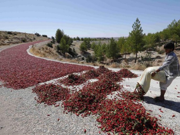 Okkes Sahin lays hot peppers out on a road to dry under the sun in Kilis