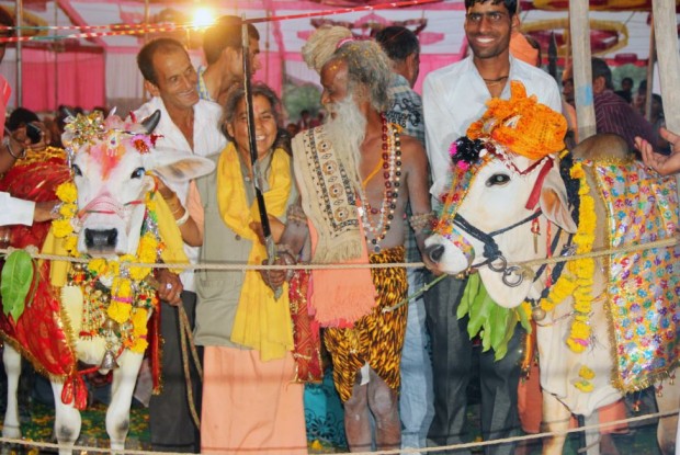 Cow And Bull Married In Lavish £10,000 Indian Wedding